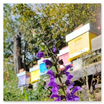 Primo piano di salvia viola in fiore con apiario colorato (giallo, blu, rosa) e alberi di montagna sfocati sullo sfondo. Esperienza di connessione con la Natura nell'apicoltura.